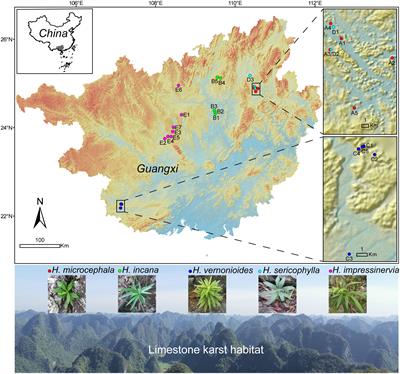 Phylogeographic structure of Heteroplexis (Asteraceae), an endangered endemic genus in the limestone karst regions of southern China